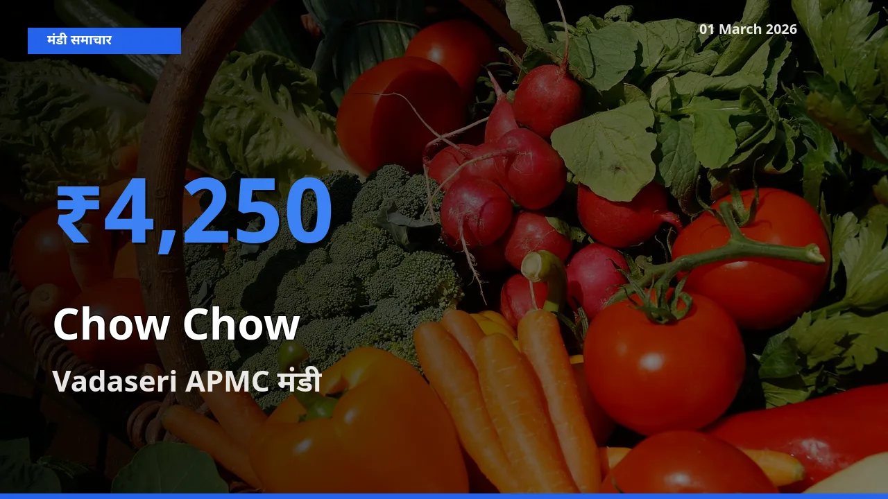 Vadaseri APMC मंडी में Chow Chow ₹4,250 पर पहुँचा – आज का सर्वोच्च भाव
