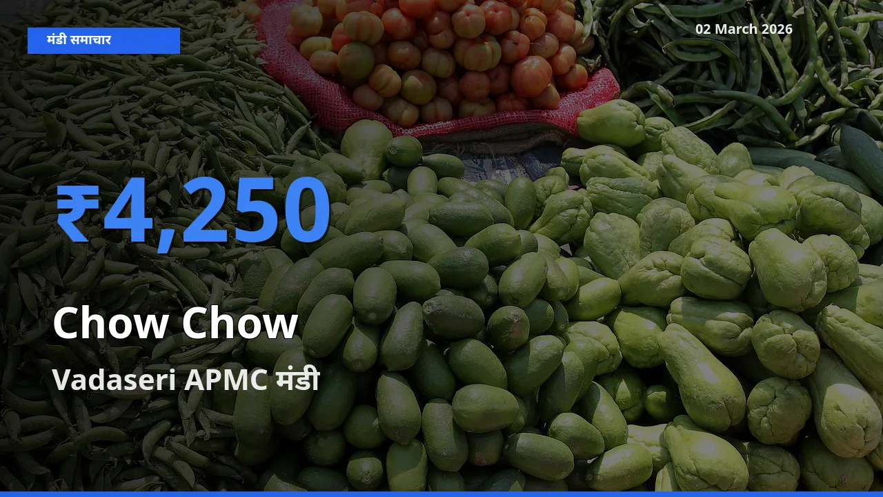 आज का मंडी भाव: Chow Chow के सबसे ज़्यादा दाम Vadaseri APMC में