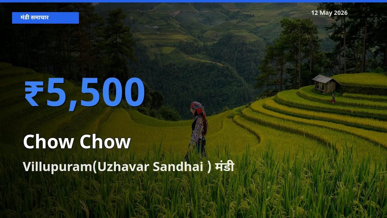 आज चाउ चाउ के सबसे ऊँचे दाम ₹5,500 Villupuram(Uzhavar Sandhai ) मंडी में