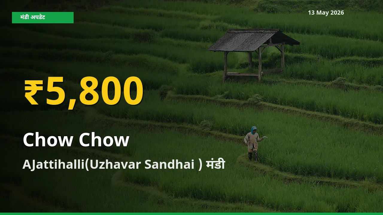 AJattihalli(Uzhavar Sandhai ) में चाउ चाउ ₹5,800 पर पहुँचा – अब तक का उच्चतम भाव