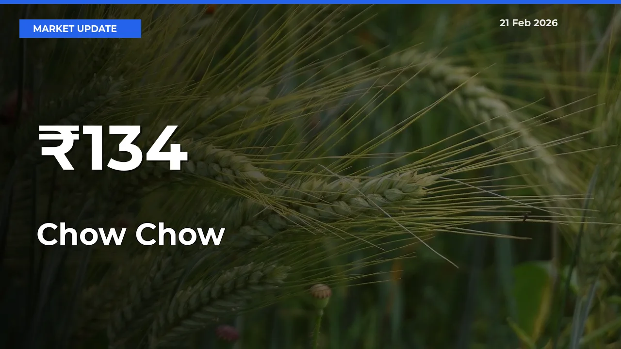 Chow Chow Mandi Prices Move in Sync Across Major Markets Today