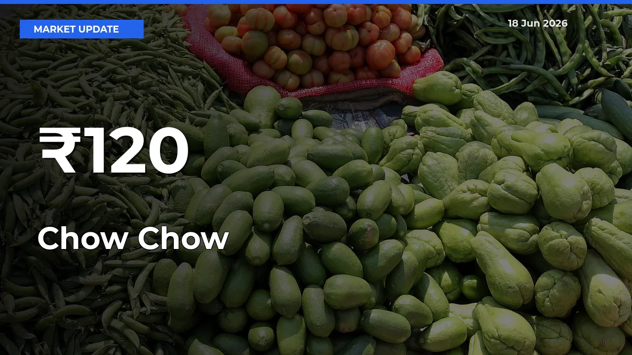 Chow Chow Prices Gain Momentum Across 120+ Mandis – Market Trend Strengthens