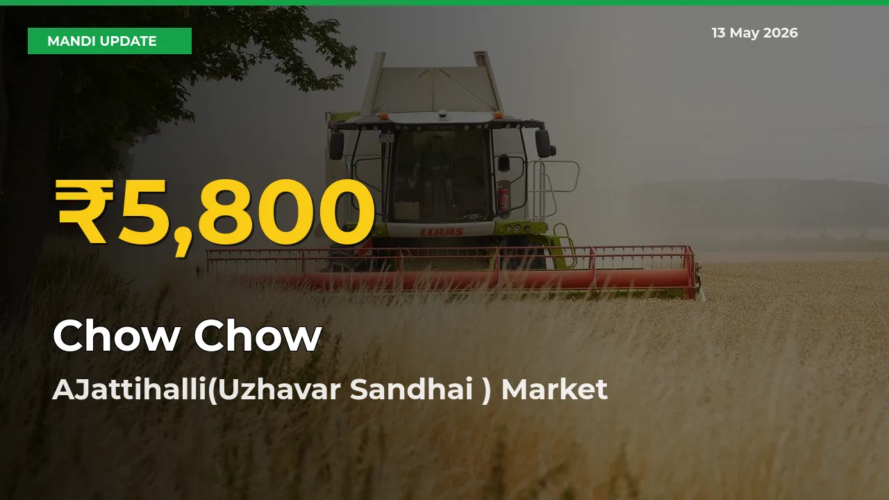 Big Jump in Chow Chow Prices! AJattihalli(Uzhavar Sandhai ) Records New Peak Today