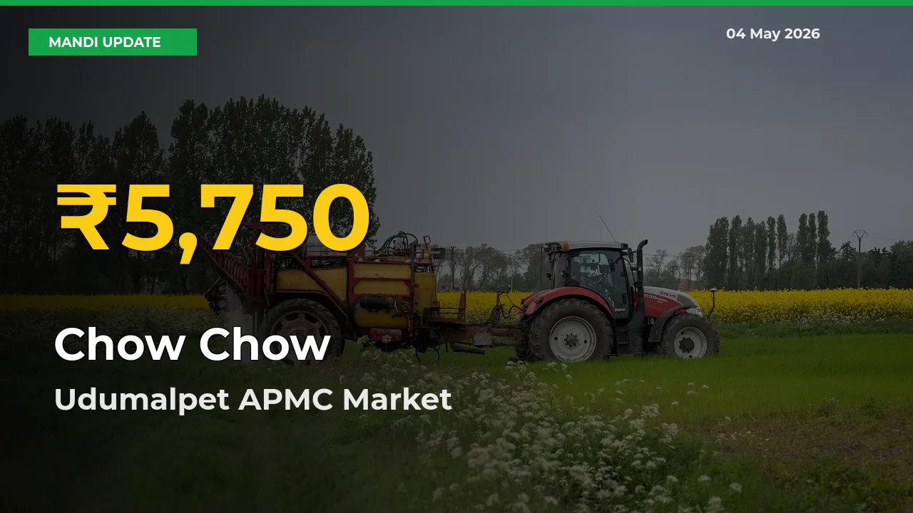 Udumalpet APMC Leads as Chow Chow Hits Highest Rate – May 04 Update