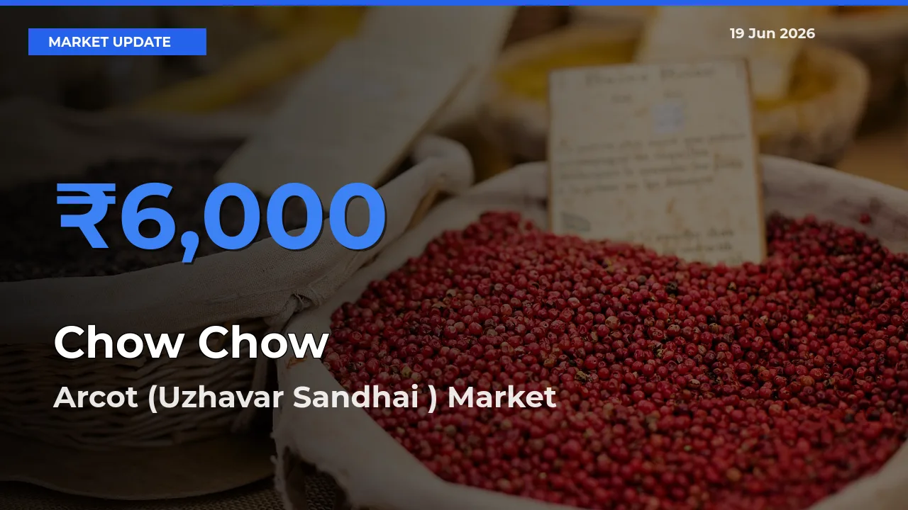 Top Performer! Arcot (Uzhavar Sandhai ) Offers Best Chow Chow Price Today