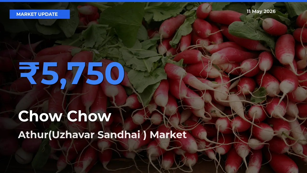 Chow Chow Mandi Rate Today: Athur(Uzhavar Sandhai ) Tops the List