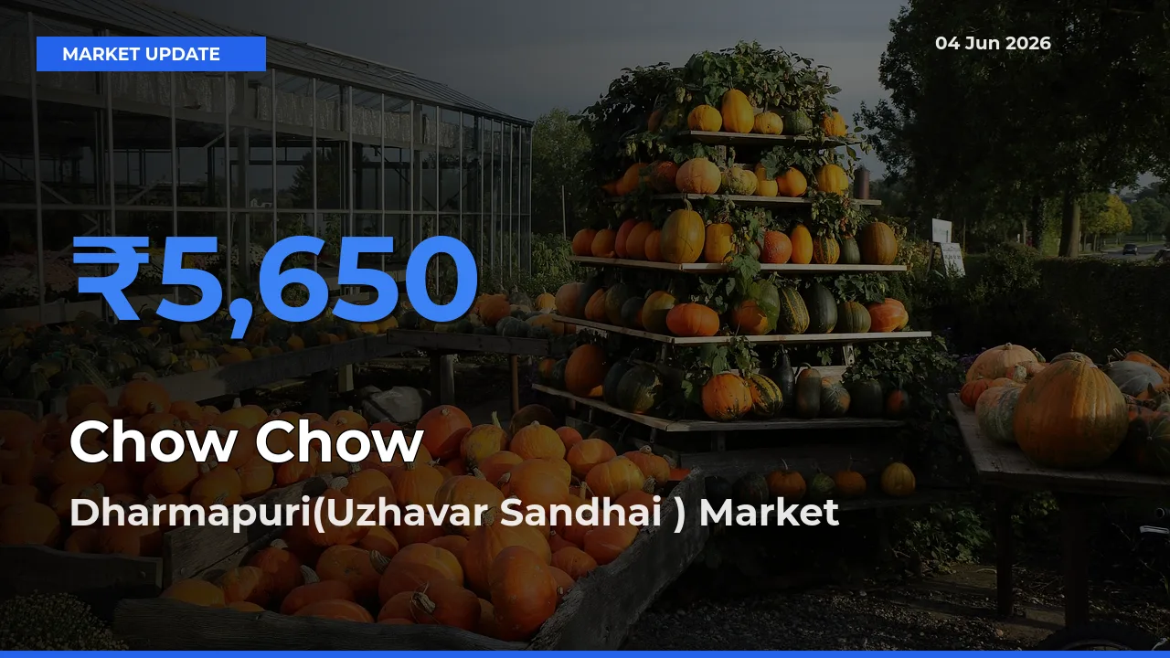 Chow Chow Mandi Rate Today: Dharmapuri(Uzhavar Sandhai ) Tops the List