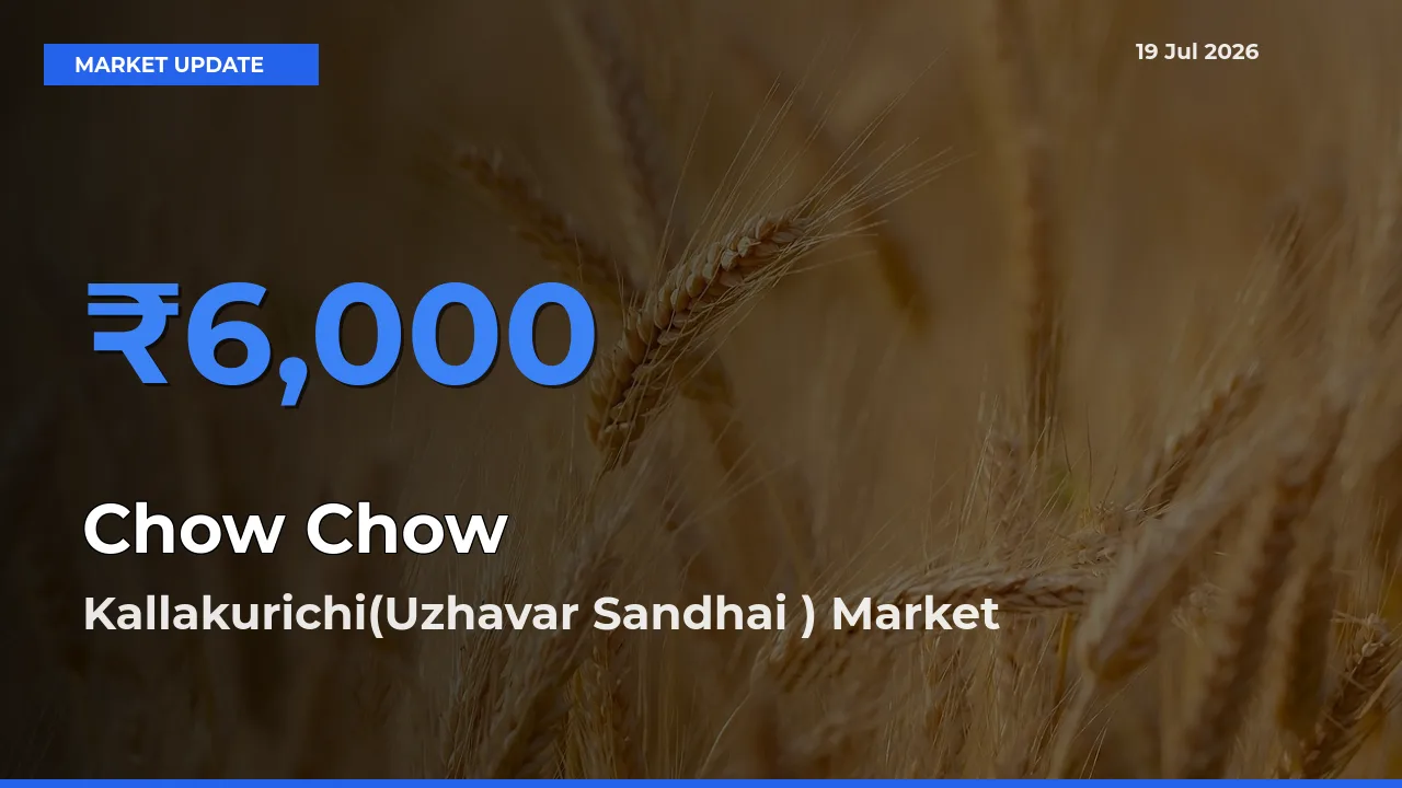Kallakurichi(Uzhavar Sandhai ) Records Highest ₹6,000 Rate for Chow Chow