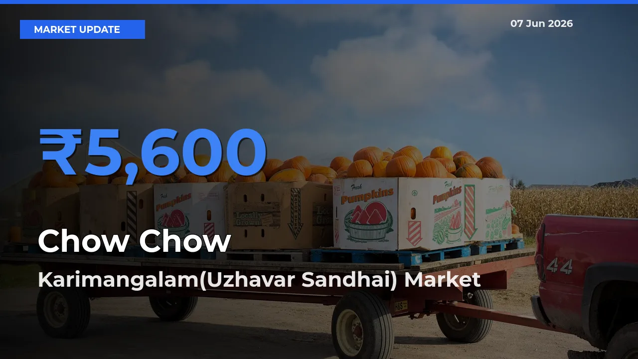 Karimangalam(Uzhavar Sandhai) Leads as Top Mandi for Chow Chow Prices