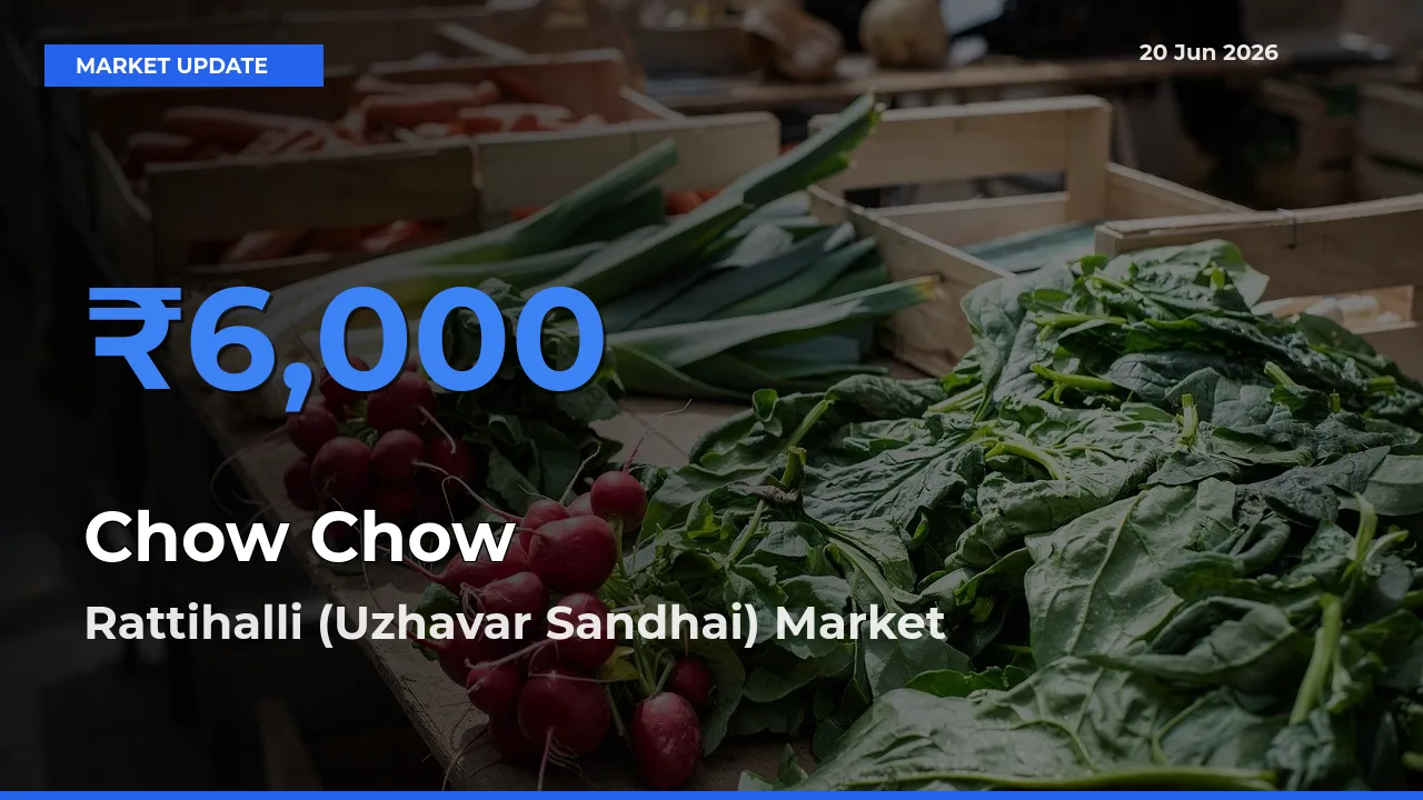 Rattihalli (Uzhavar Sandhai) Records Highest ₹6,000 Rate for Chow Chow