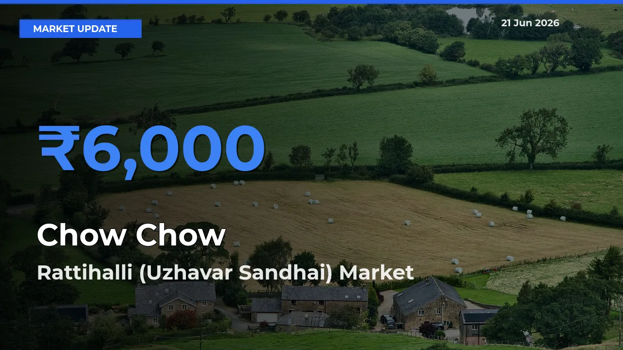 Rattihalli (Uzhavar Sandhai) Tops Chow Chow Mandi Rates Today