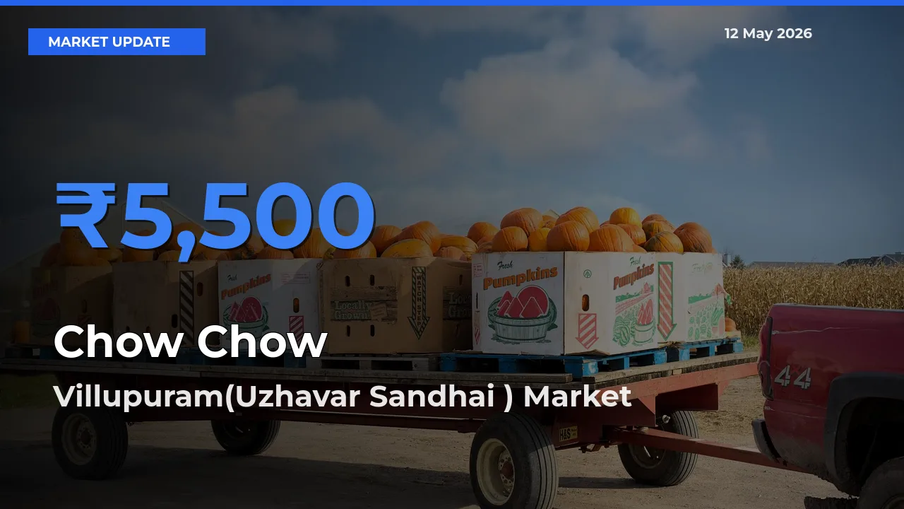 Top Performer! Villupuram(Uzhavar Sandhai ) Offers Best Chow Chow Price Today