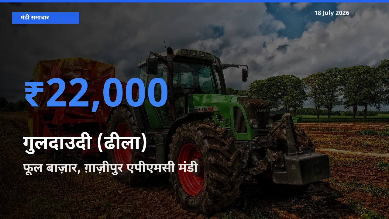 आज गुलदाउदी (ढीला) के सबसे ज़्यादा दाम फूल बाज़ार, ग़ाज़ीपुर एपीएमसी मंडी में दर्ज