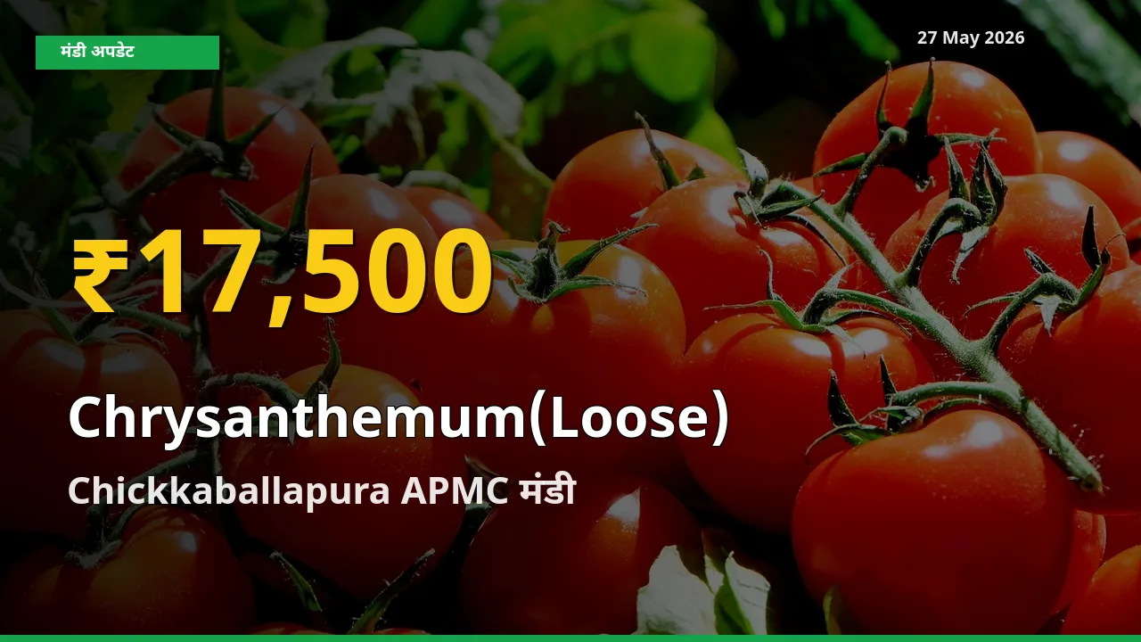 रिकॉर्ड तेज़ी! Chickkaballapura APMC में गुलदाउदी (ढीला) ₹17,500 पर पहुँचा