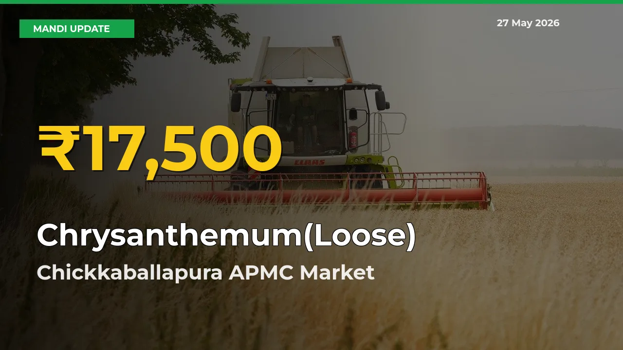 Chrysanthemum(Loose) Mandi Rate Surges Today in Chickkaballapura APMC – Highest Level in 30 Days