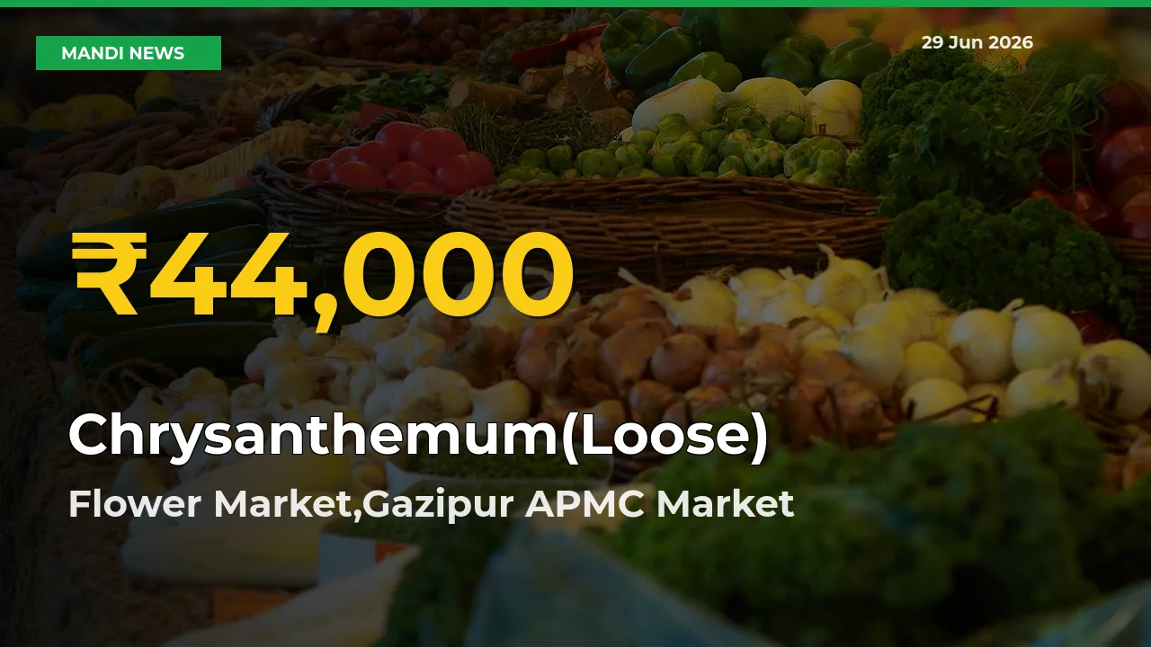 Chrysanthemum(Loose) Price Hits New High in Flower Market,Gazipur APMC Today – Check Latest Mandi Rates
