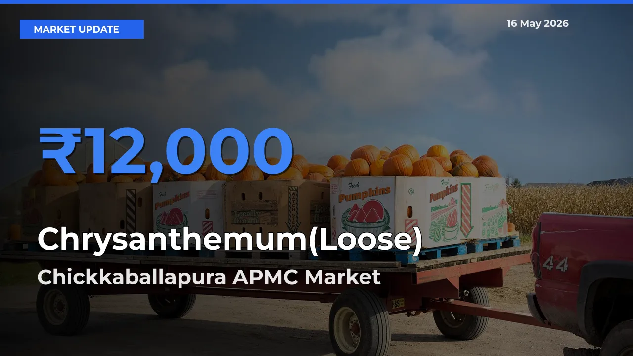 Market Watch: Chickkaballapura APMC Becomes Top Mandi for Chrysanthemum(Loose)