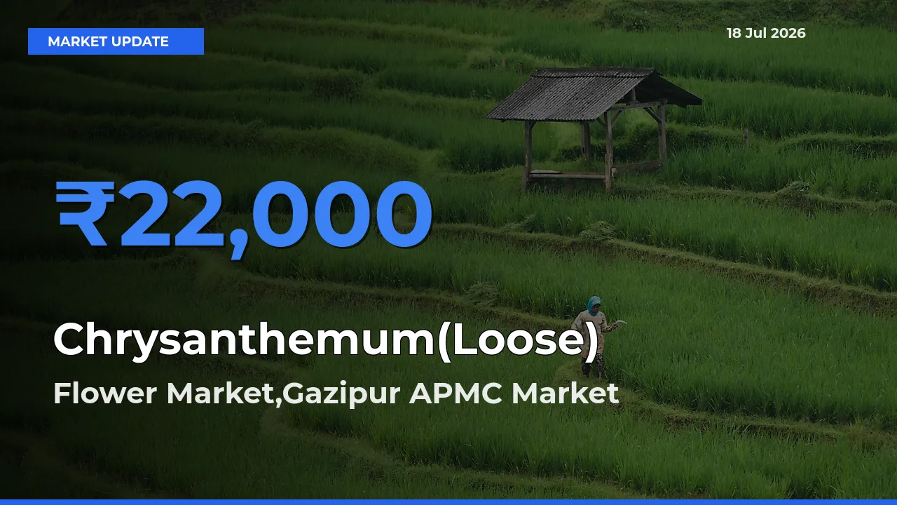 Flower Market,Gazipur APMC Emerges as Top Mandi for Chrysanthemum(Loose) Prices Today