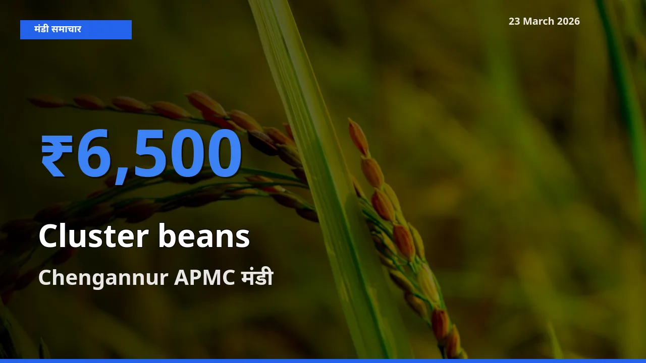 Chengannur APMC में ग्वार फली का आज सबसे ऊँचा भाव