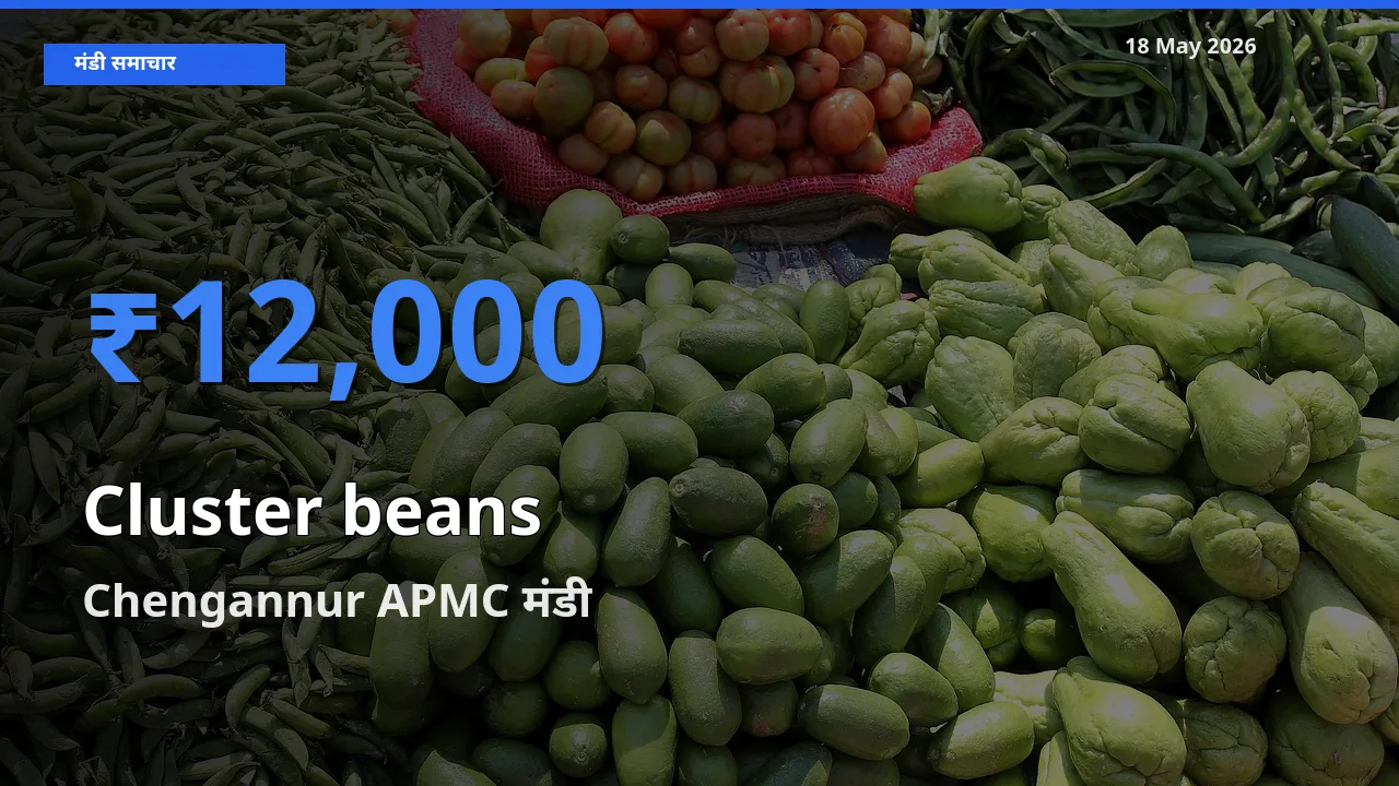 टॉप मंडी बना Chengannur APMC! ग्वार फली के सबसे ऊँचे दाम यहीं दर्ज