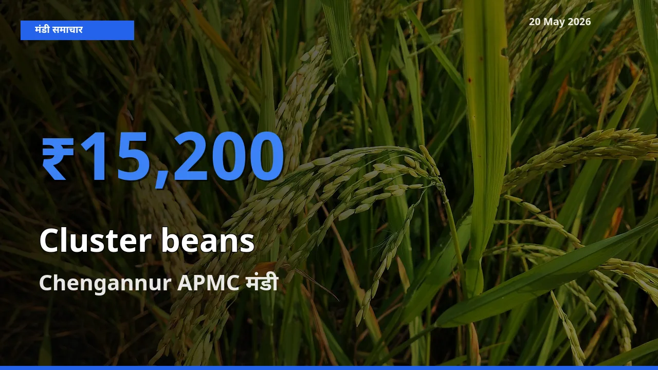 आज ग्वार फली के सबसे ऊँचे दाम ₹15,200 Chengannur APMC मंडी में