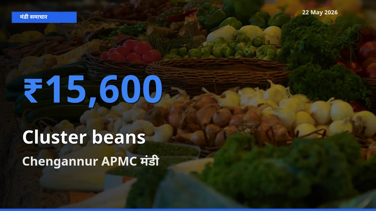 Chengannur APMC में ग्वार फली का आज सबसे ऊँचा भाव