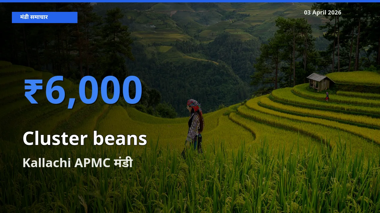 टॉप मंडी बना Kallachi APMC! ग्वार फली के सबसे ऊँचे दाम यहीं दर्ज