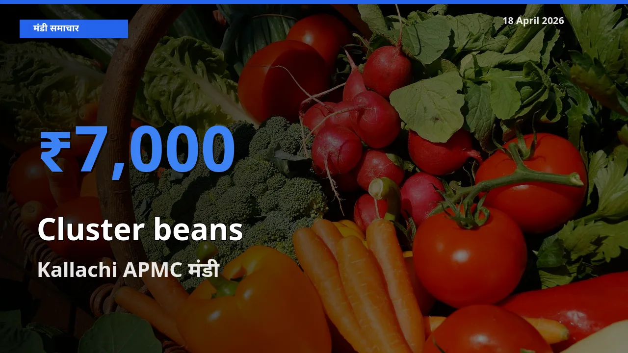 आज ग्वार फली के सबसे ज़्यादा दाम Kallachi APMC मंडी में दर्ज