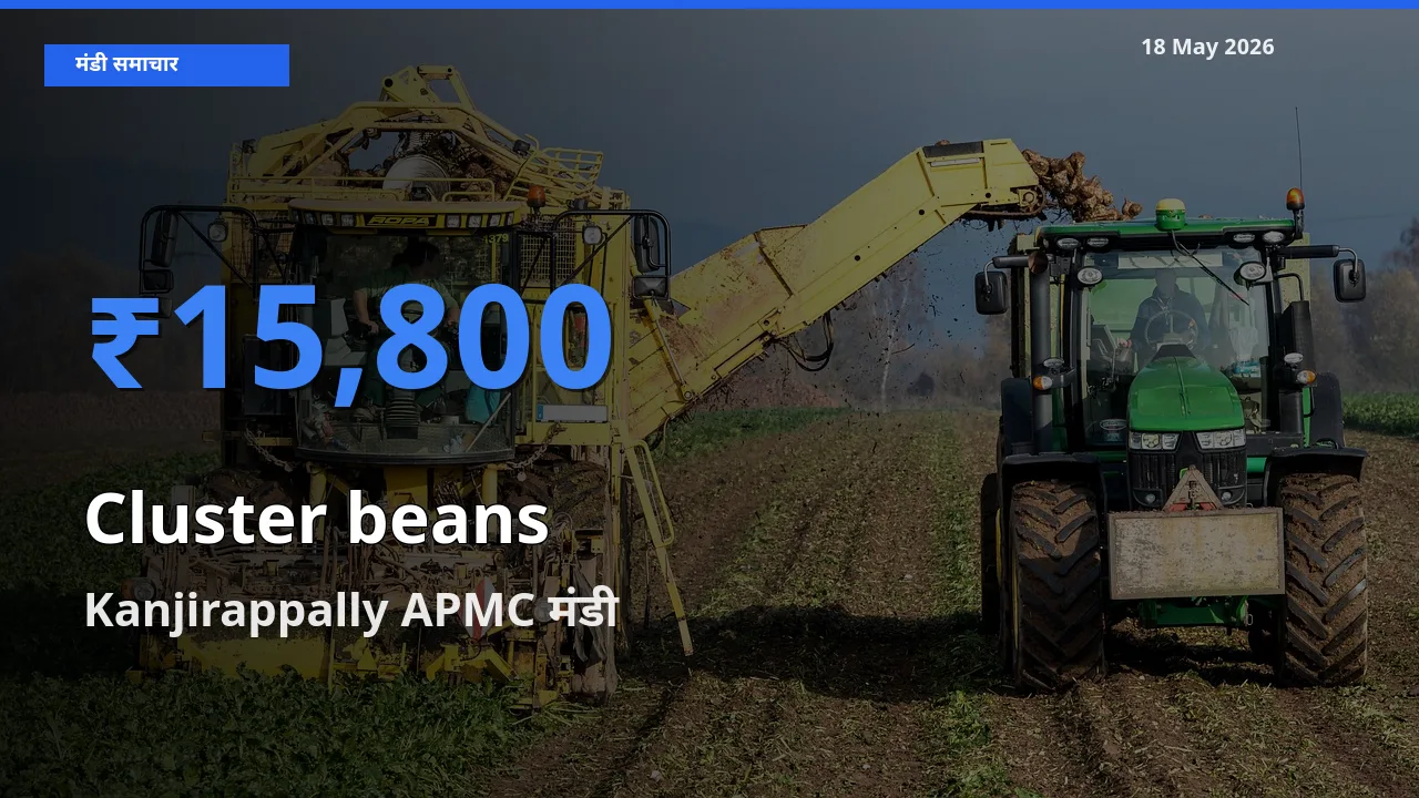 Kanjirappally APMC मंडी में ग्वार फली ₹15,800 पर पहुँचा – आज का सर्वोच्च भाव