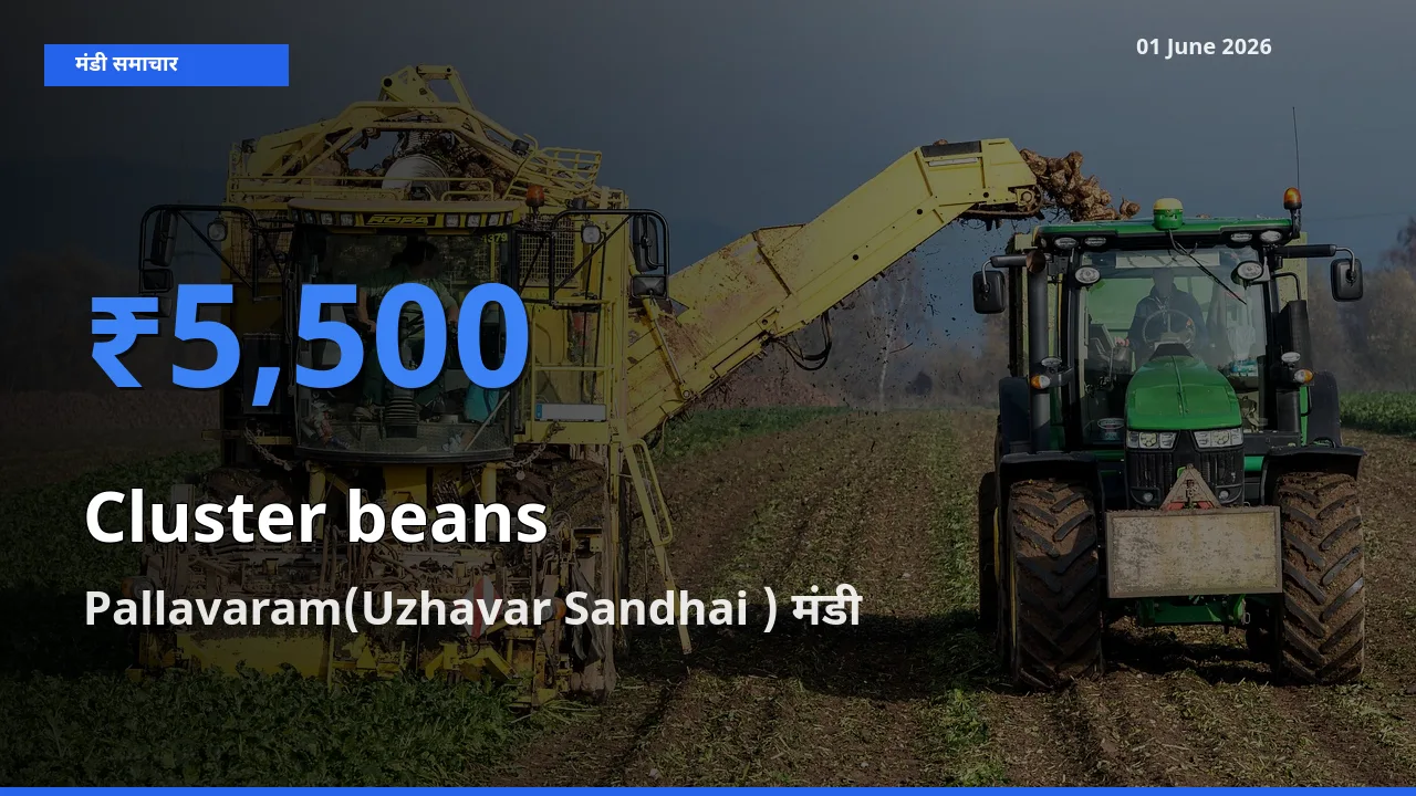 01 June अपडेट: ग्वार फली के सबसे ऊँचे दाम Pallavaram(Uzhavar Sandhai ) मंडी में