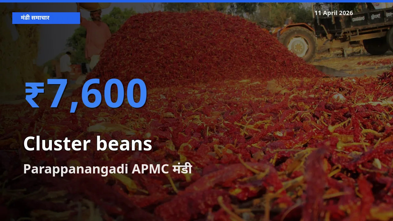 आज ग्वार फली के सबसे ऊँचे दाम ₹7,600 Parappanangadi APMC मंडी में
