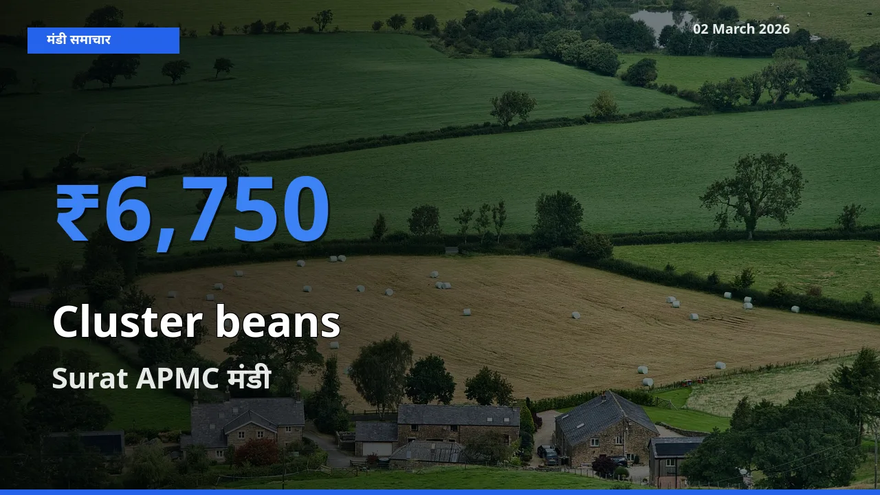 Surat APMC मंडी में आज Cluster beans के सबसे ऊँचे दाम दर्ज