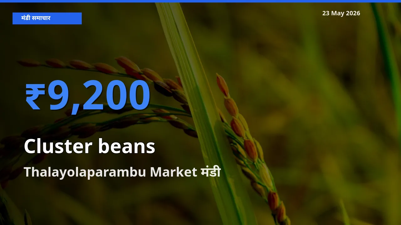 Thalayolaparambu Market मंडी में ग्वार फली ₹9,200 पर पहुँचा – आज का सर्वोच्च भाव