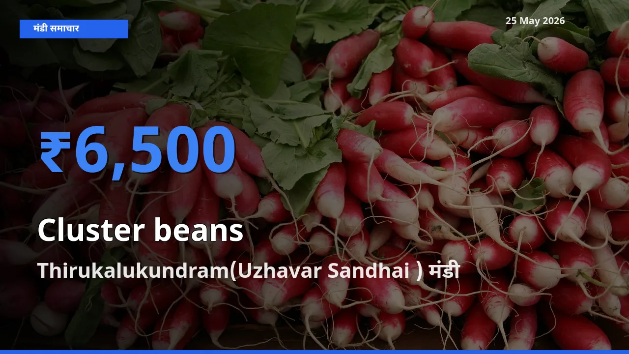 आज का मंडी भाव: ग्वार फली के सबसे ज़्यादा दाम Thirukalukundram(Uzhavar Sandhai ) में