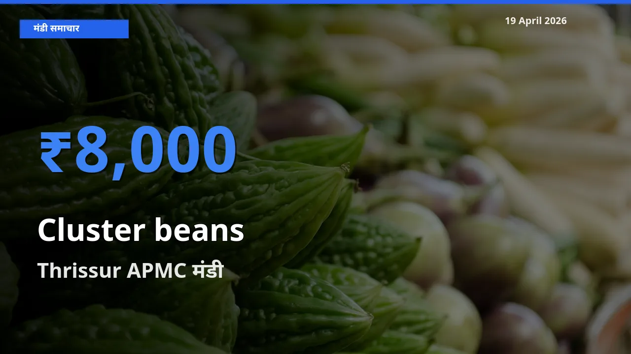 आज ग्वार फली के सबसे ऊँचे दाम ₹8,000 Thrissur APMC मंडी में