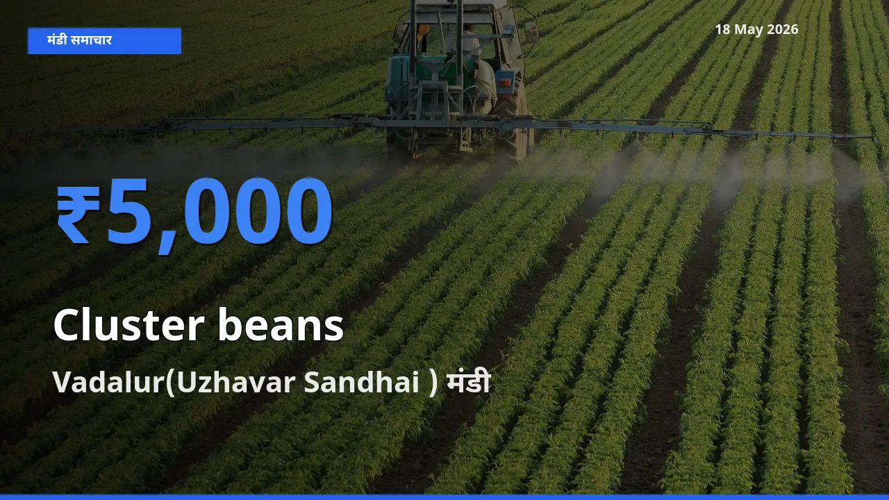 टॉप मंडी बना Vadalur(Uzhavar Sandhai )! ग्वार फली के सबसे ऊँचे दाम यहीं दर्ज