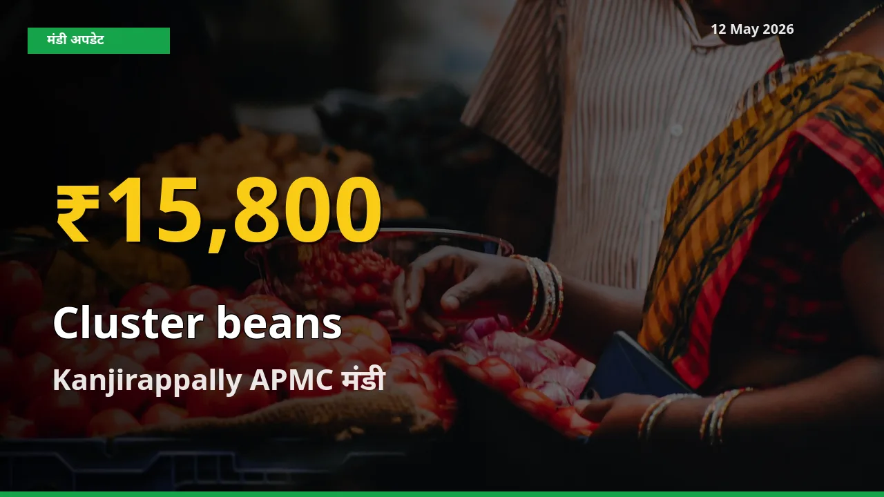 रिकॉर्ड तेज़ी! Kanjirappally APMC में ग्वार फली ₹15,800 पर पहुँचा