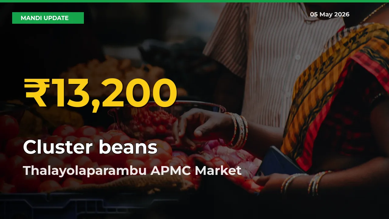 Cluster beans Price Hits New High in Thalayolaparambu APMC Today – Check Latest Mandi Rates