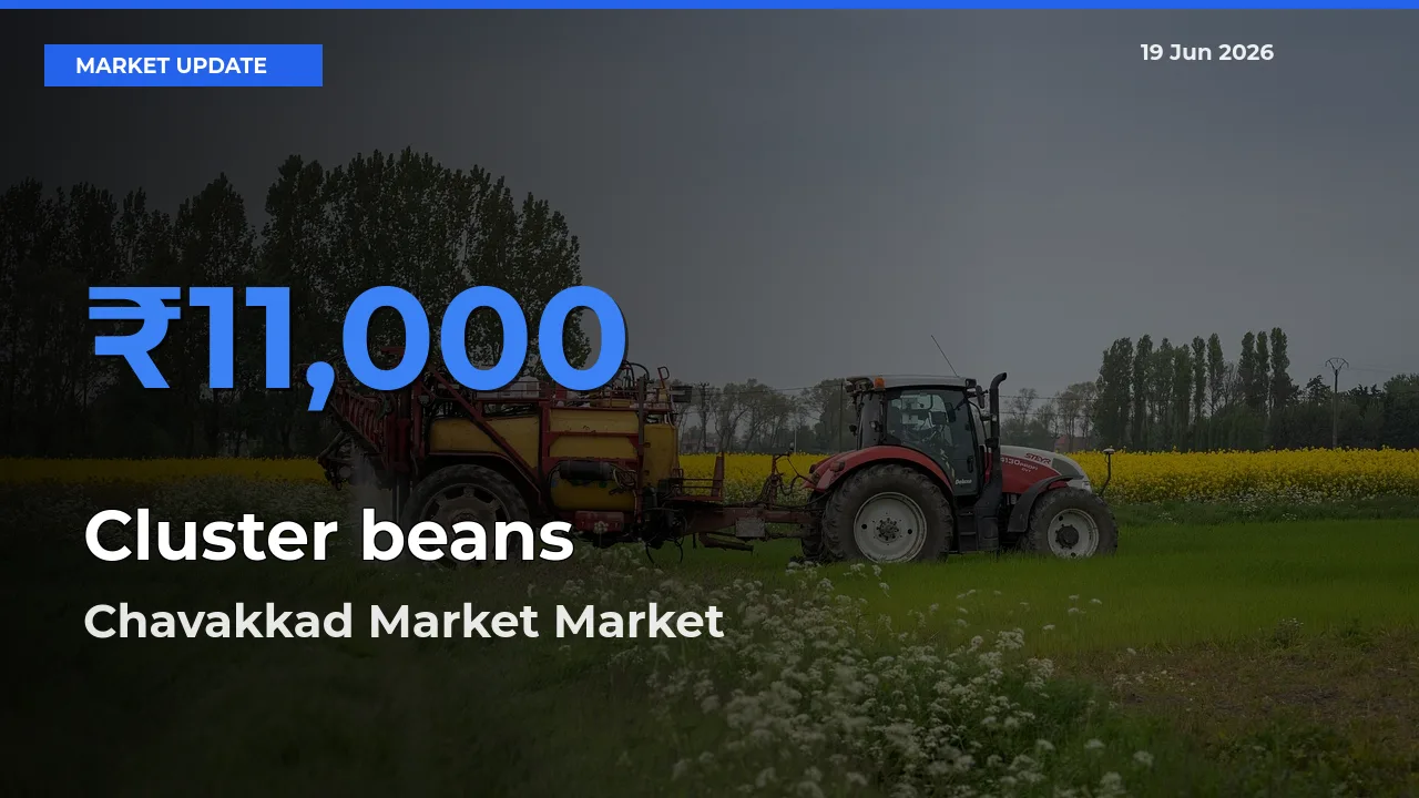 Chavakkad Market Records Highest ₹11,000 Rate for Cluster beans