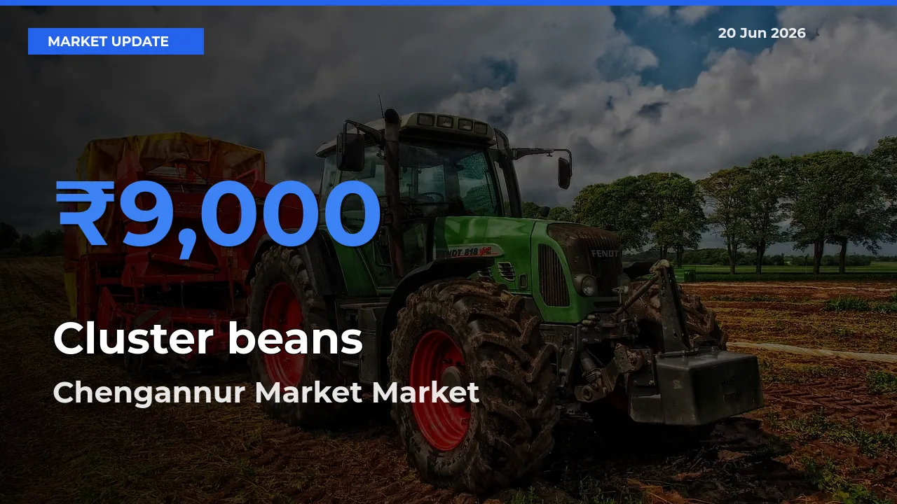 Chengannur Market Records Highest ₹9,000 Rate for Cluster beans
