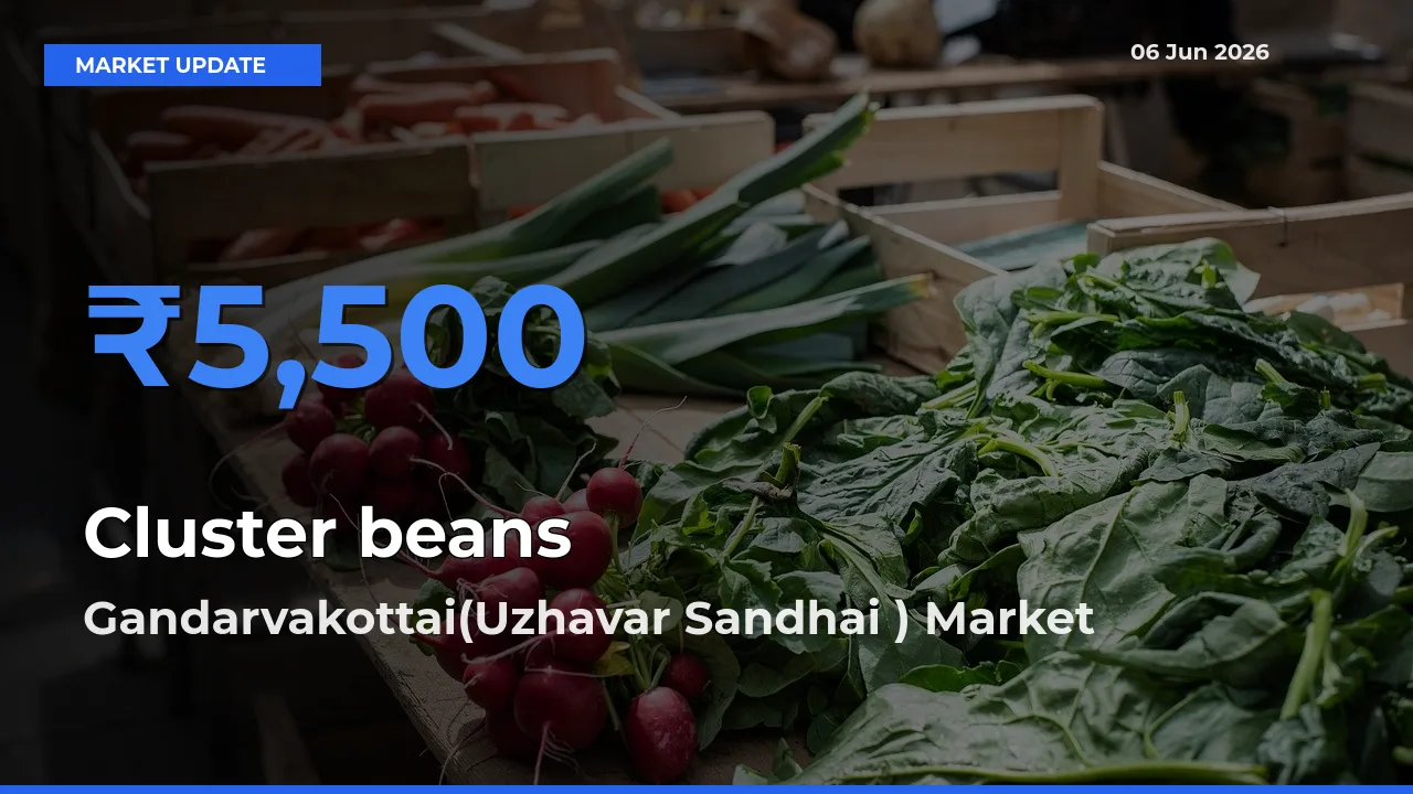 Gandarvakottai(Uzhavar Sandhai ) Offers ₹5,500 – Highest Cluster beans Rate Today