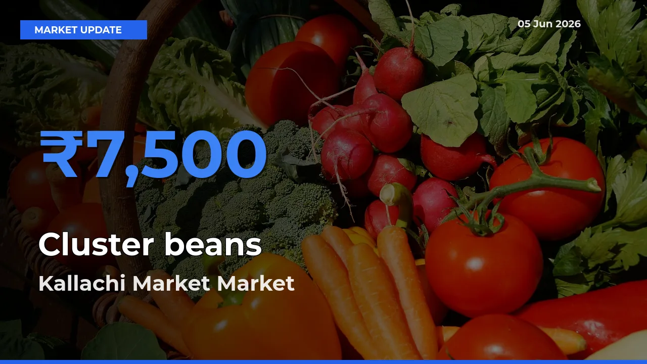 Kallachi Market Records Highest ₹7,500 Rate for Cluster beans