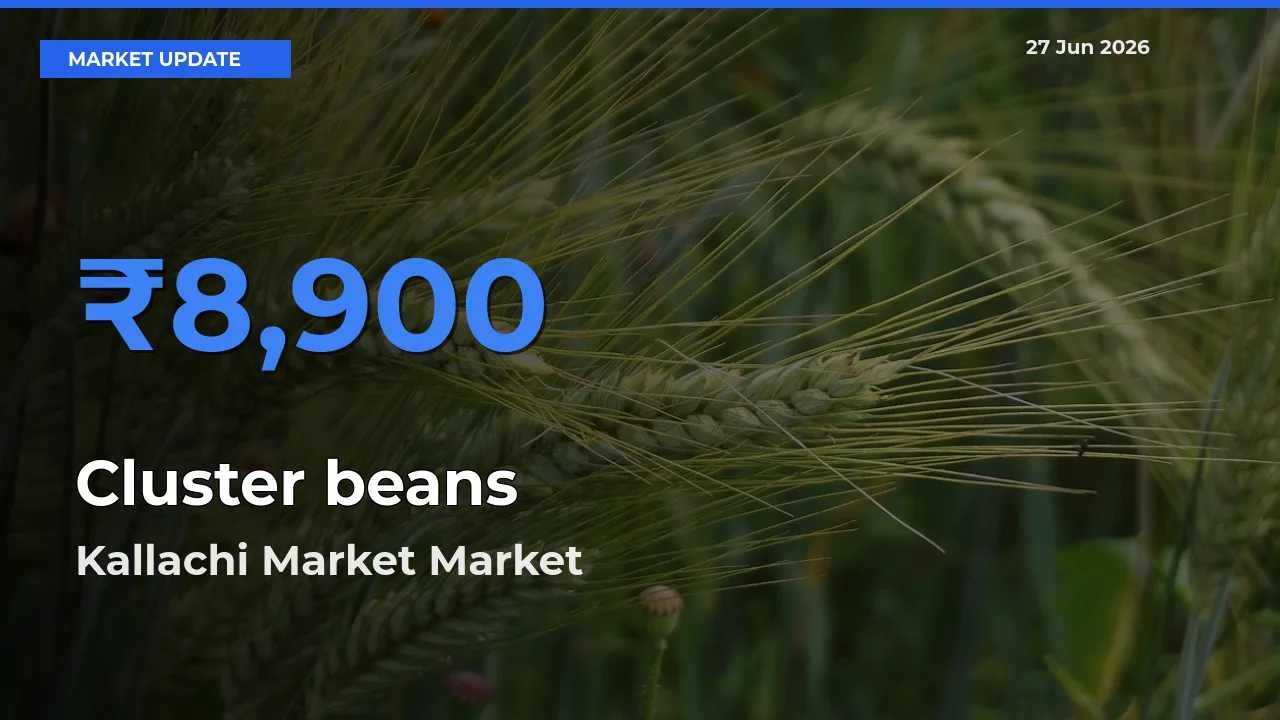 Kallachi Market Records Highest ₹8,900 Rate for Cluster beans