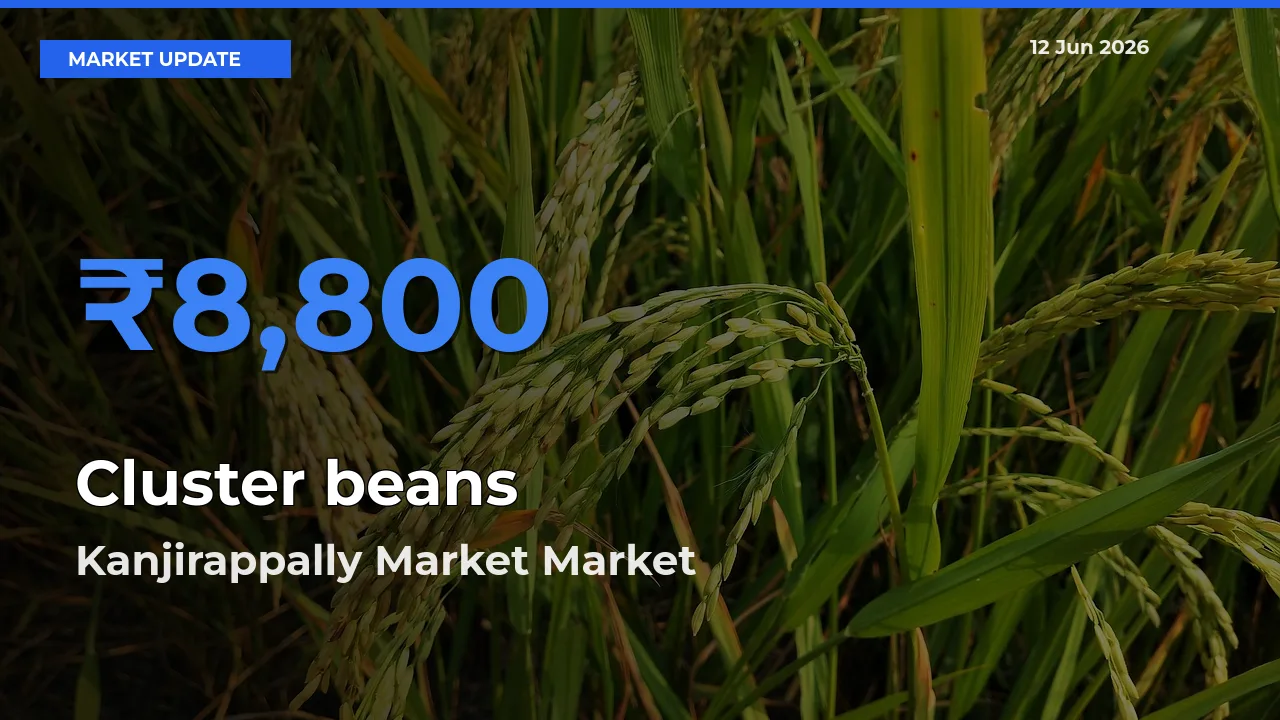 Kanjirappally Market Tops Cluster beans Rates – June 12 Market Update