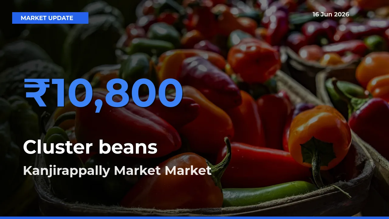 Kanjirappally Market Leads as Top Mandi for Cluster beans Prices