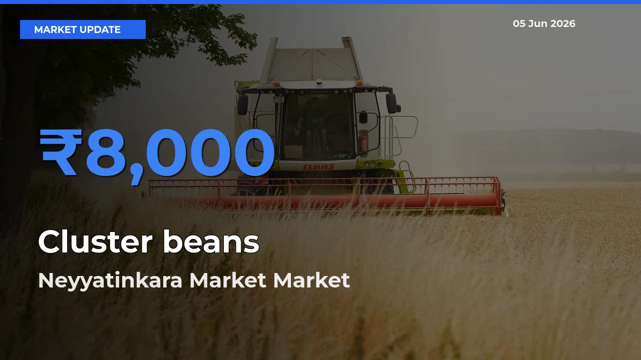 Neyyatinkara Market Leads as Top Mandi for Cluster beans Prices