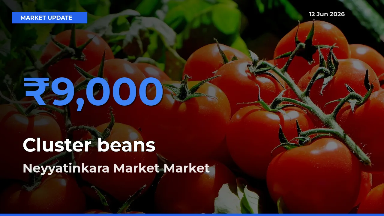 Neyyatinkara Market Tops Cluster beans Rates – June 12 Market Update