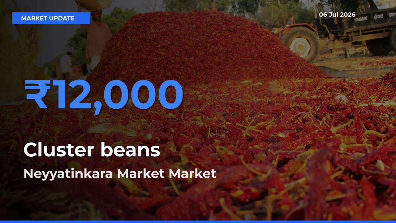 Neyyatinkara Market Emerges as Top Mandi for Cluster beans Prices Today