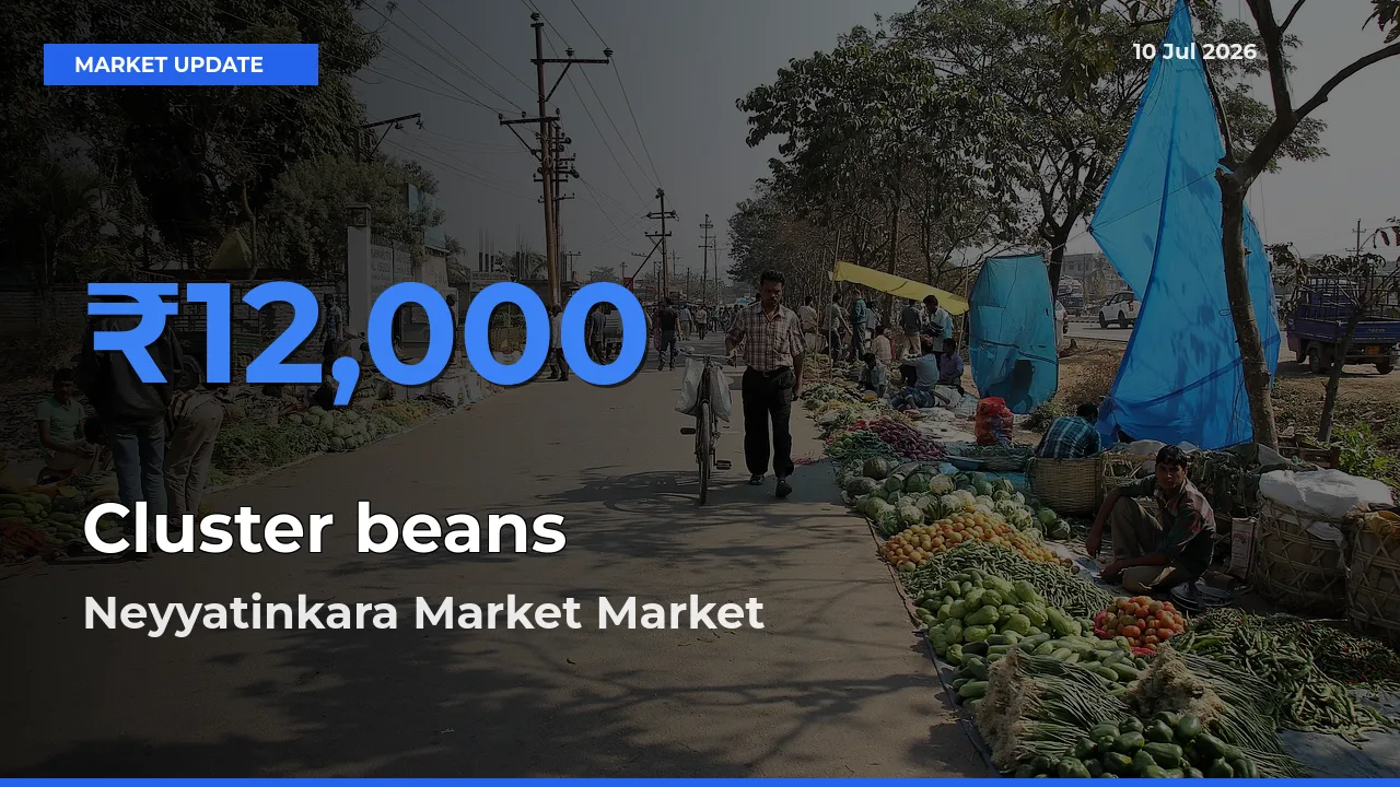 Neyyatinkara Market Leads as Top Mandi for Cluster beans Prices