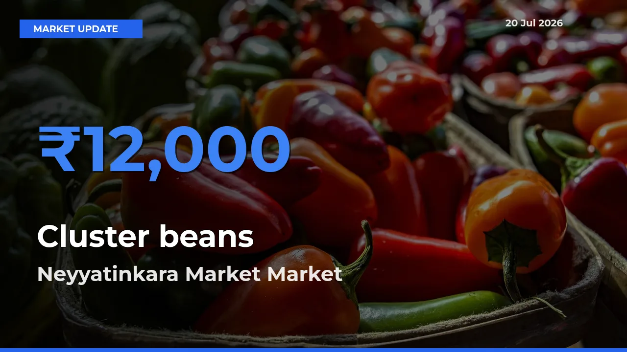 Neyyatinkara Market Emerges as Top Mandi for Cluster beans Prices Today